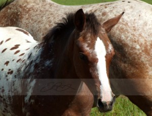 appaloosa_foal_by_dappledlight.jpg