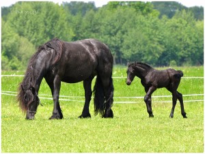 mare_and_foal_by_konikpolski.jpg